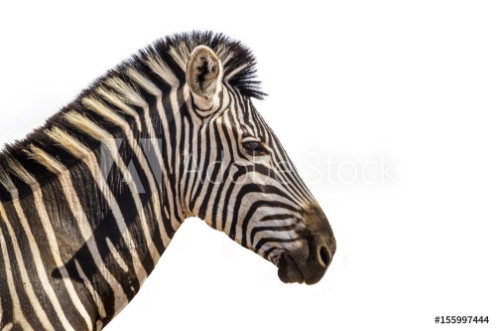 Picture of Plains zebra portrait isolated in white background